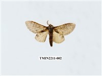 藏品(普胯舟蛾)的圖片